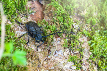 Beetle Large oak barbel - Cerambyx cerdo. Beetle woodcutter