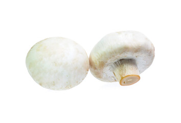 Mushroom champignon isolated on white background
