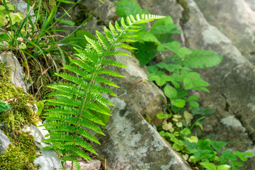 Common polypody fern Polypodium vulgare grows among stones and moss.