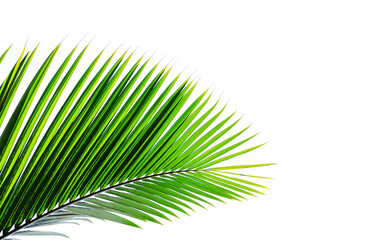 Obraz premium palm leaves isolated on white background