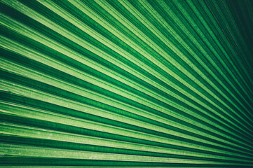 abstract background with stripe, green palm leaf texture