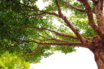 Fototapeta premium branch of tree