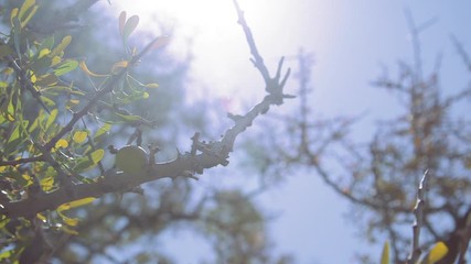 Close up shallow DOF of Argan nut on argan tree branch shot into sun