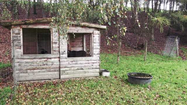 Small wooden shack in nature with Soay sheep inside, Static