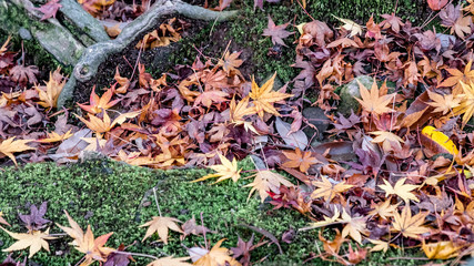 Maple leaves in the forest fall into the ground in autumn.