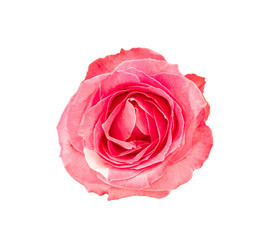 Close up of beautiful red rose , Isolated on white background