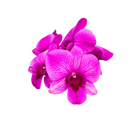 Beautiful purple orchid , Isolated on white background