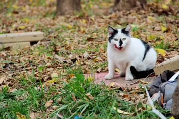 white with black spots cat in autumn day. pollution of the planet, the concept of animals living in garbage