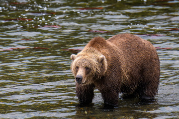 Fototapeta na wymiar Brown bear fishing for salmon in the Brooks River, Katmai National Park, Alaska, USA