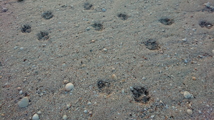 Dog's foot print on the beach
