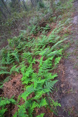 Fototapeta premium moss on tree