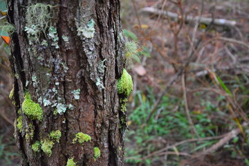 moss on tree