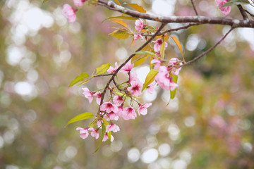 Beautiful cherry blossom or sakura in spring time over  sky
