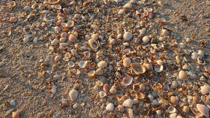 Shells sand on the beach life of sea 