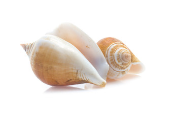 Seashell isolated on white