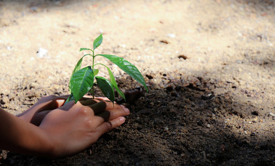 A small, green, growing tree with two hands being planted, with a natural green background, bokeh concept, love the world and reduce global warming.