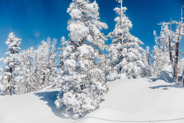 winter landscape with trees and blue sky