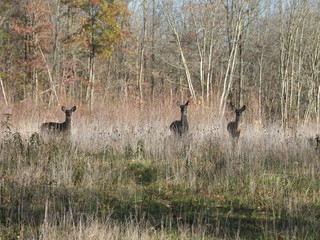 Herd of Whitetail deer in Ohio, USA