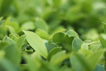 Closeup nature view of green leaf   under sunlight. Natural green plants landscape using as a background or wallpaper