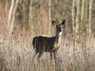 Whitetail deer in Ohio, USA