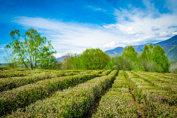 Fototapeta na wymiar Tea plantations in the valley among the hills