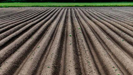 Ploughed field, springtime agricultural background