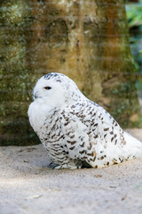 portrait of a beautiful snow owl. Bubo scandiacus.