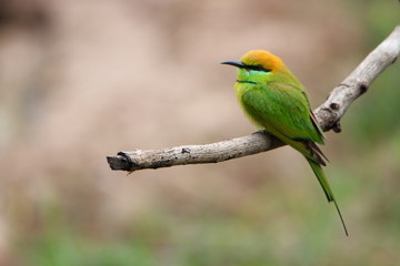 colorful bird on a branch