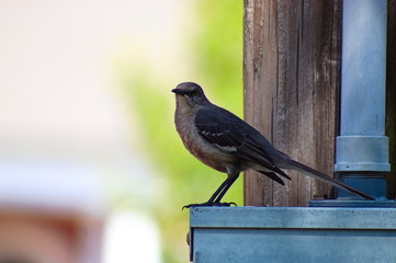 Mockingbird Perched