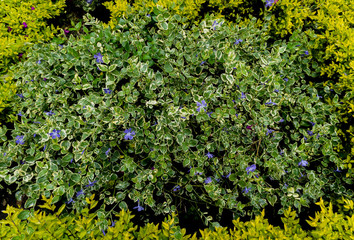 Flores en medio de los arbustos