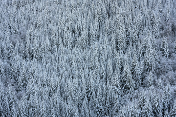 Pine Forest Covered in Snow