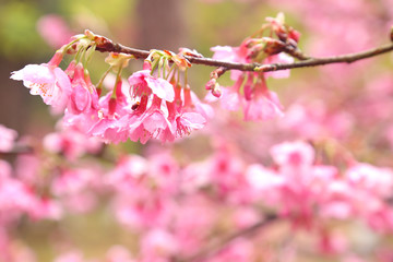 Vintage sakura or cherry blossom