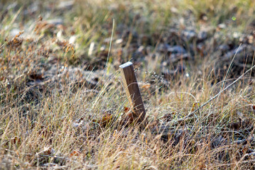 Wooden peg in the ground, nature.