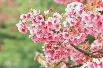 Vintage sakura or cherry blossom