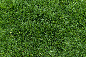 pasto verde con gotas de agua