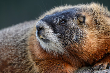 Profile of Face of Yellow Bellied Marmot