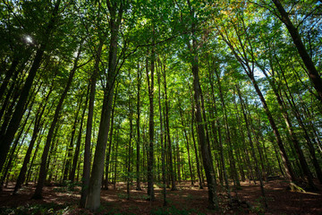 Naklejka premium forest trees. nature green wood