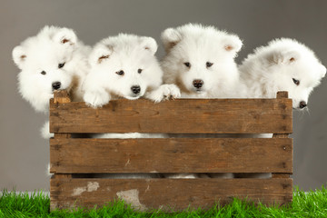 samoyed dogs puppies isolated on white
