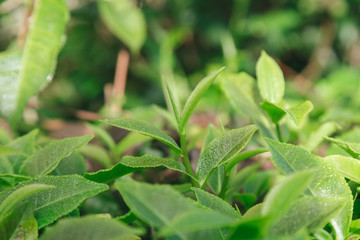 Fresh tea  leaves.