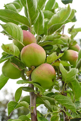 Ripe apples on a branch. Close-up view