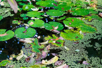 Swamp covered in green plants. Swamp grass