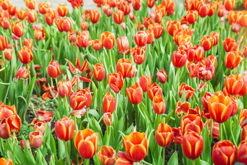 Tulip flowers  in garden nature background