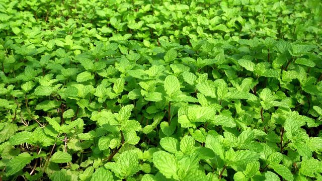 Mint leaf in farm, green leaves pattern