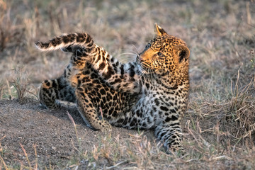 Fototapeta na wymiar A leopard cub (approximately six months old) amuses itself by playing with its tail. Image taken in the Masai Mara, Kenya.