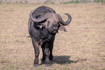 Obraz premium Close up of a large male cape buffalo looking directly at the camera. Image taken in the Masai Mara, Kenya