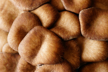 霜降りヒラタケ