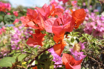 beautiful flowers in the garden