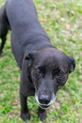dog passed by the field