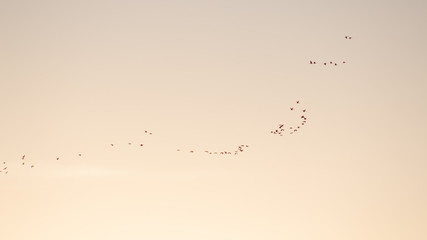 Silhueta de um bando de aves migratórias 