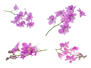 Fototapeta na wymiar set of pink orchid flowers isolated on white background